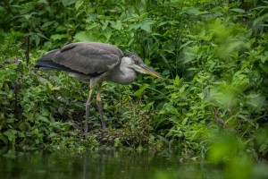 Marais Poitevin