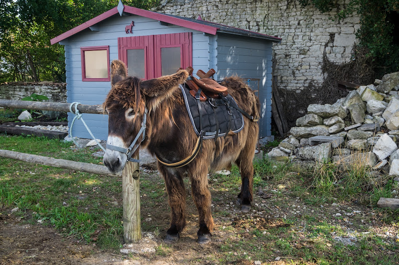 Âne du Poitou